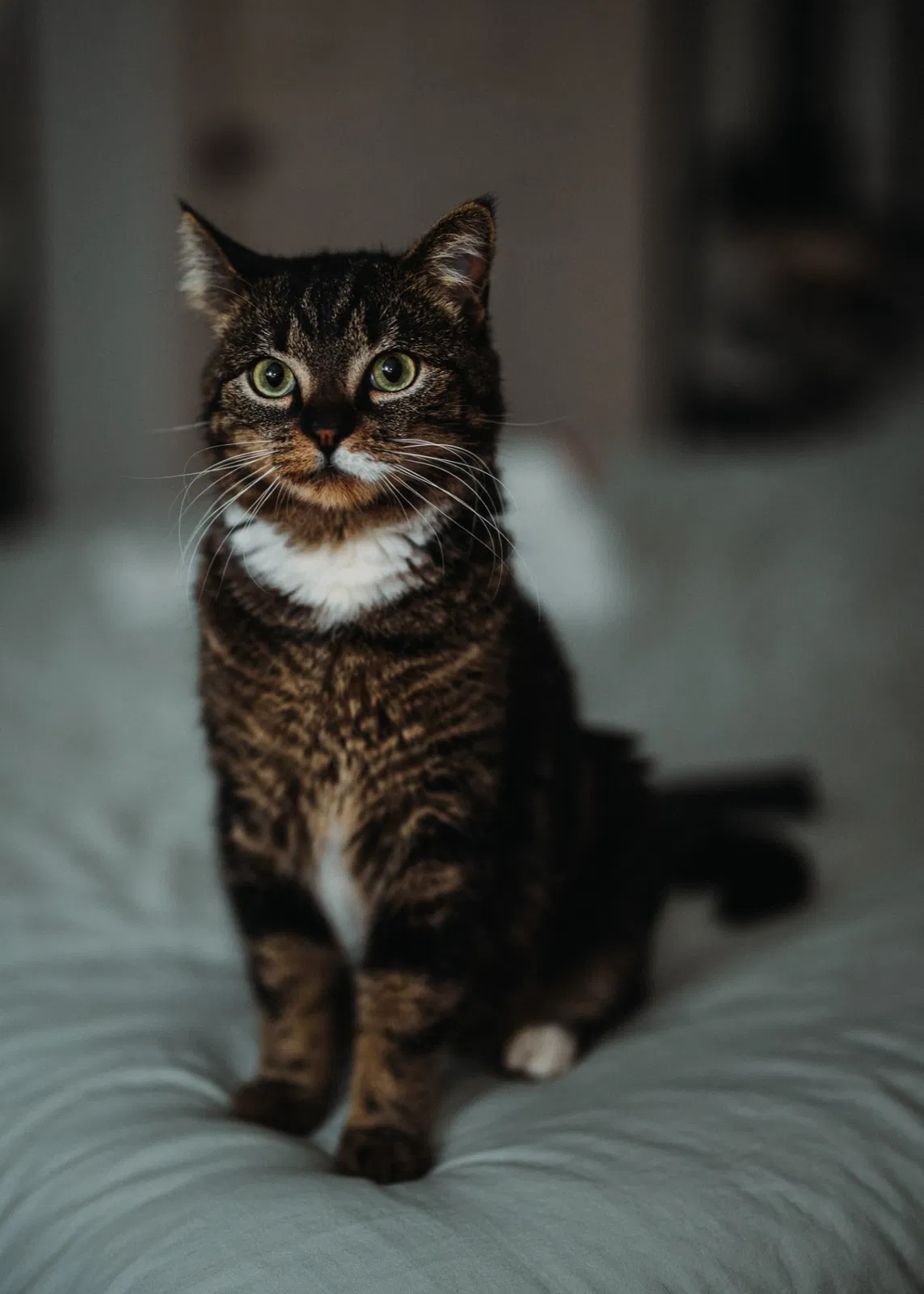 Lost cat in San Diego, CA, 92122