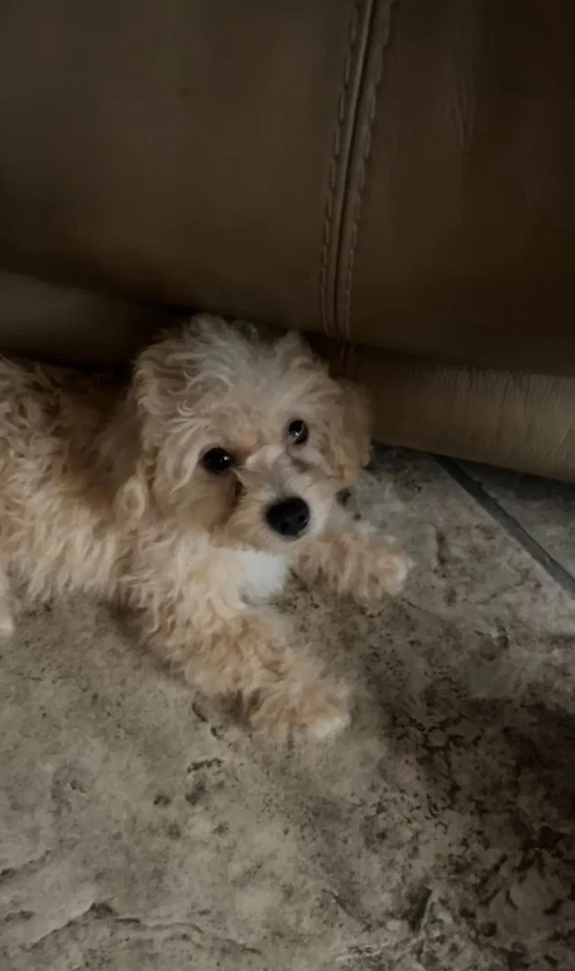 Lost dog in Phoenix, AZ, 85051