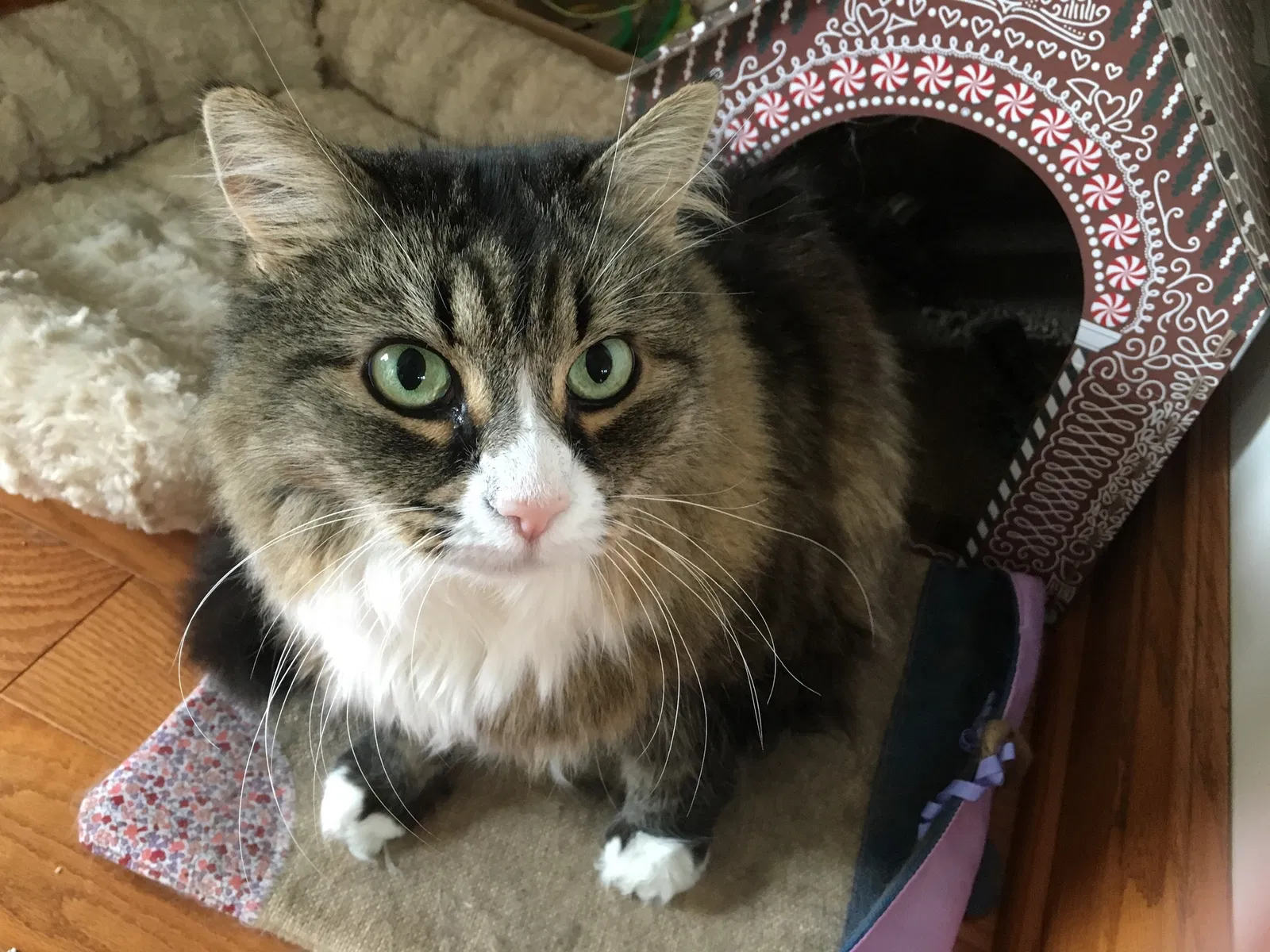 Lost cat in Chardon, OH, 44024