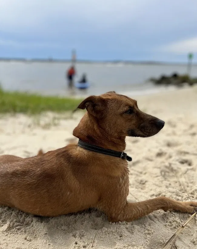 Lost dog in Raleigh, NC, 27604