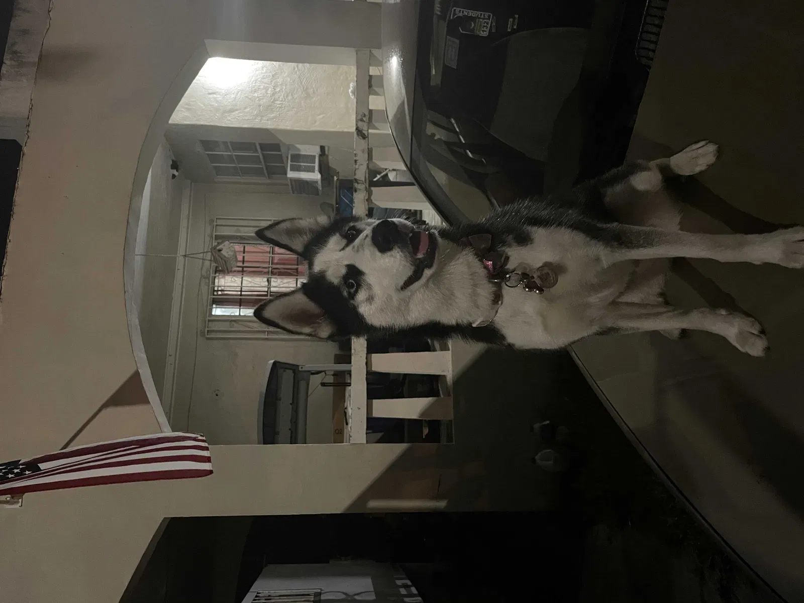 Lost dog in Miami, FL, 33142