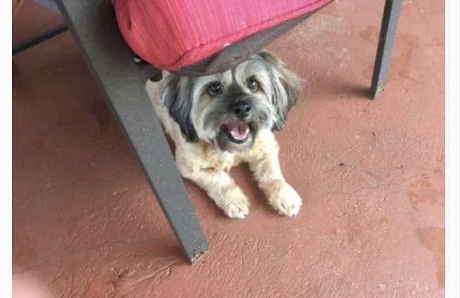 Lost dog in Opa Locka, FL, 33055
