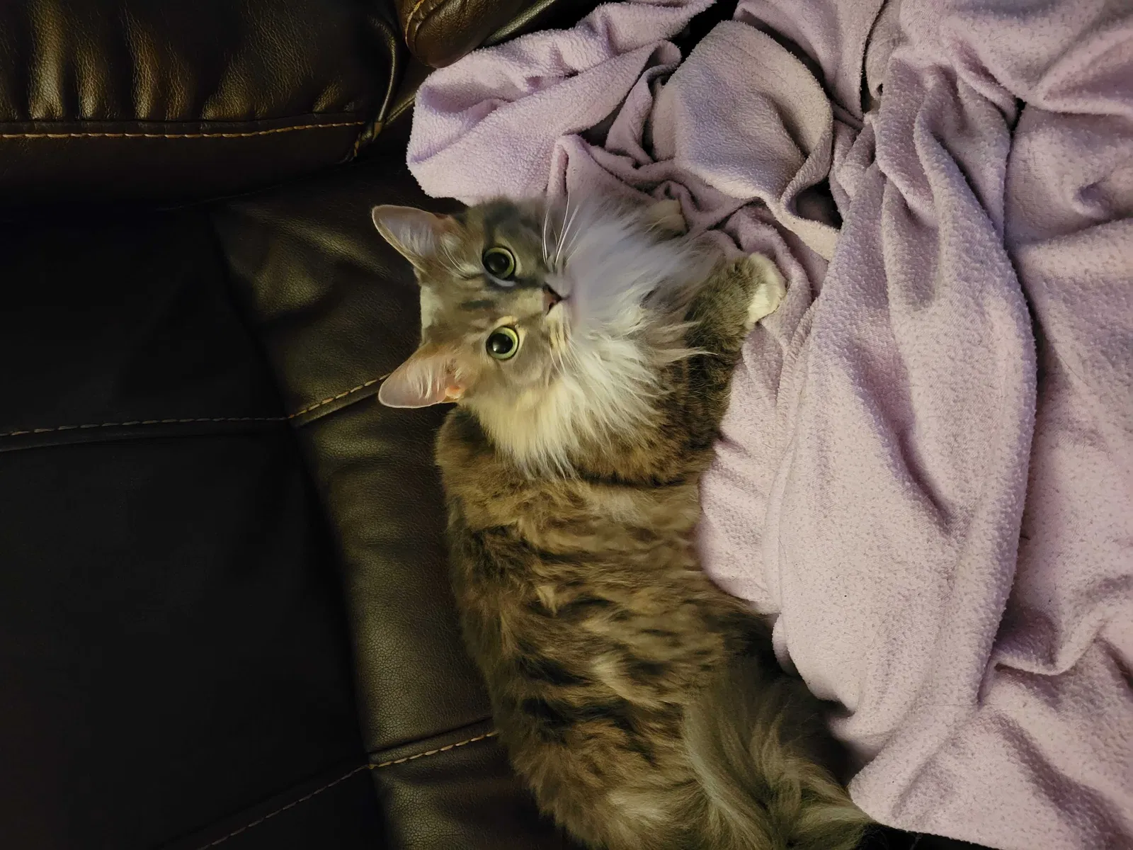 Lost cat in Fayetteville, NC, 28304