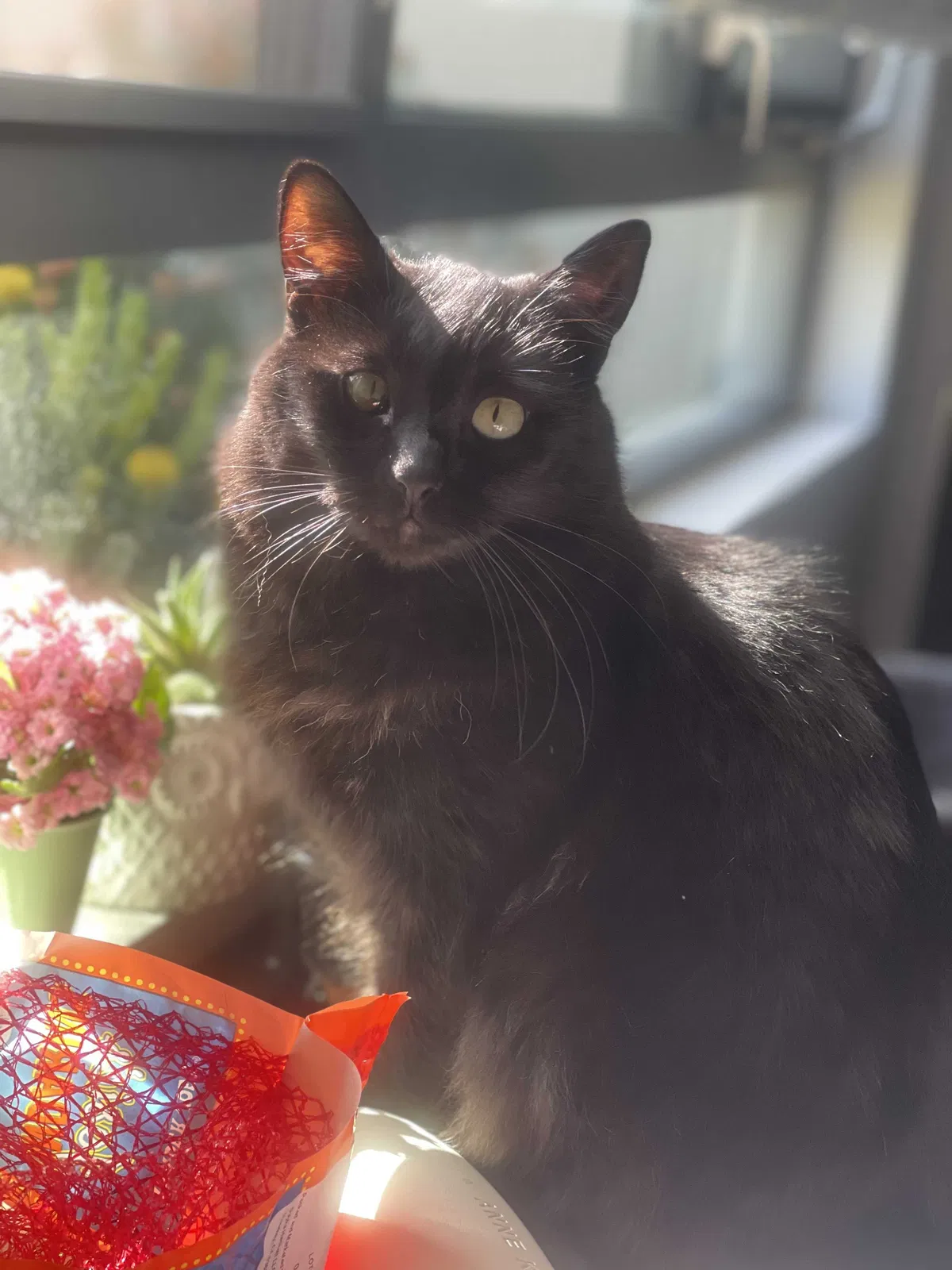 Lost cat in Salem, OR, 97304