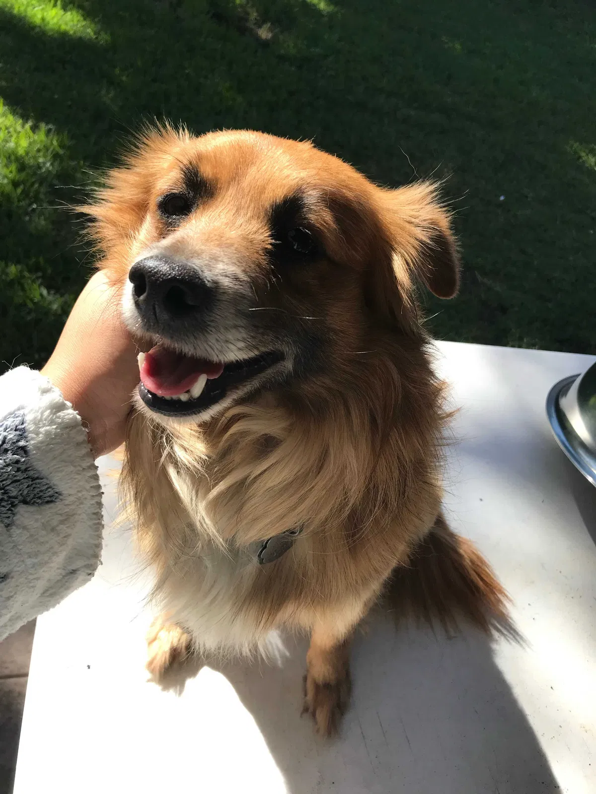 Lost dog in Pearland, TX, 77581