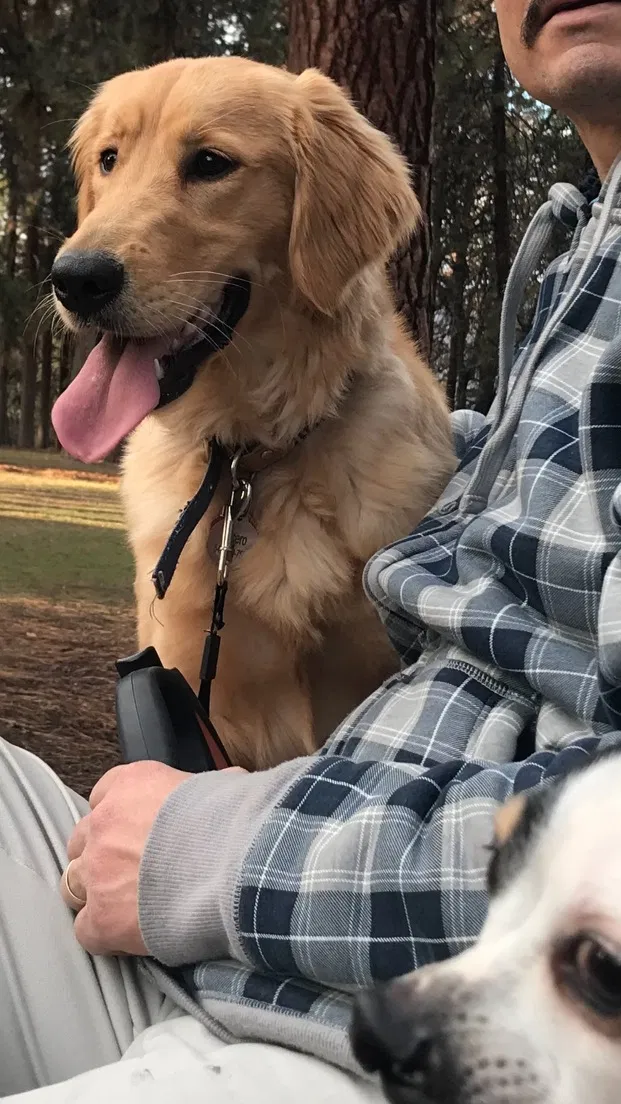 Lost dog in The Dalles, OR, 97058