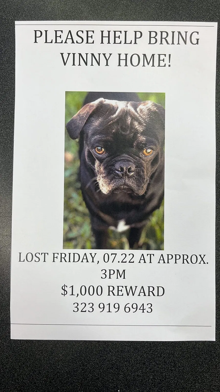 Lost dog in South Gate, CA, 90280