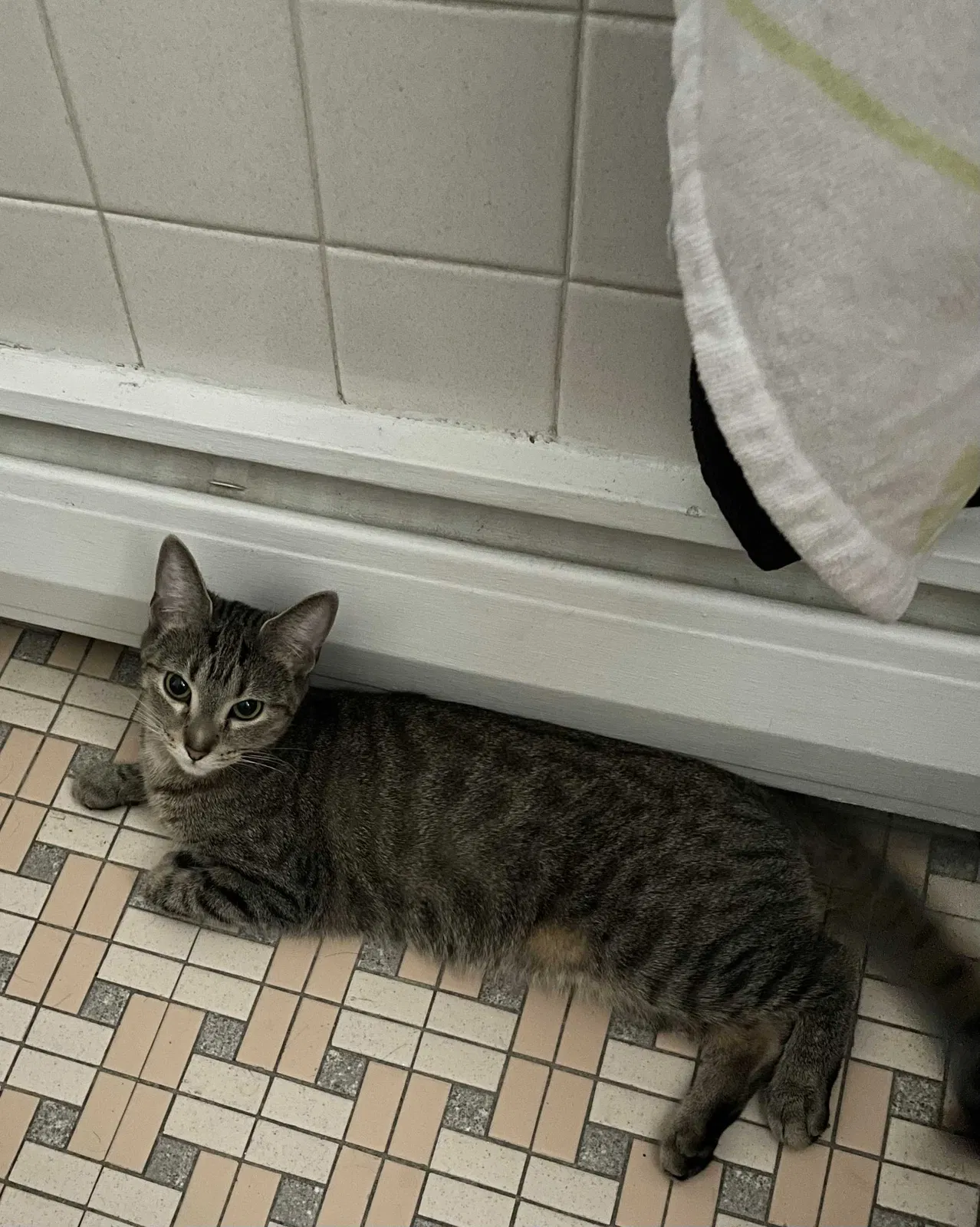 Lost cat in Chicago, IL, 60634