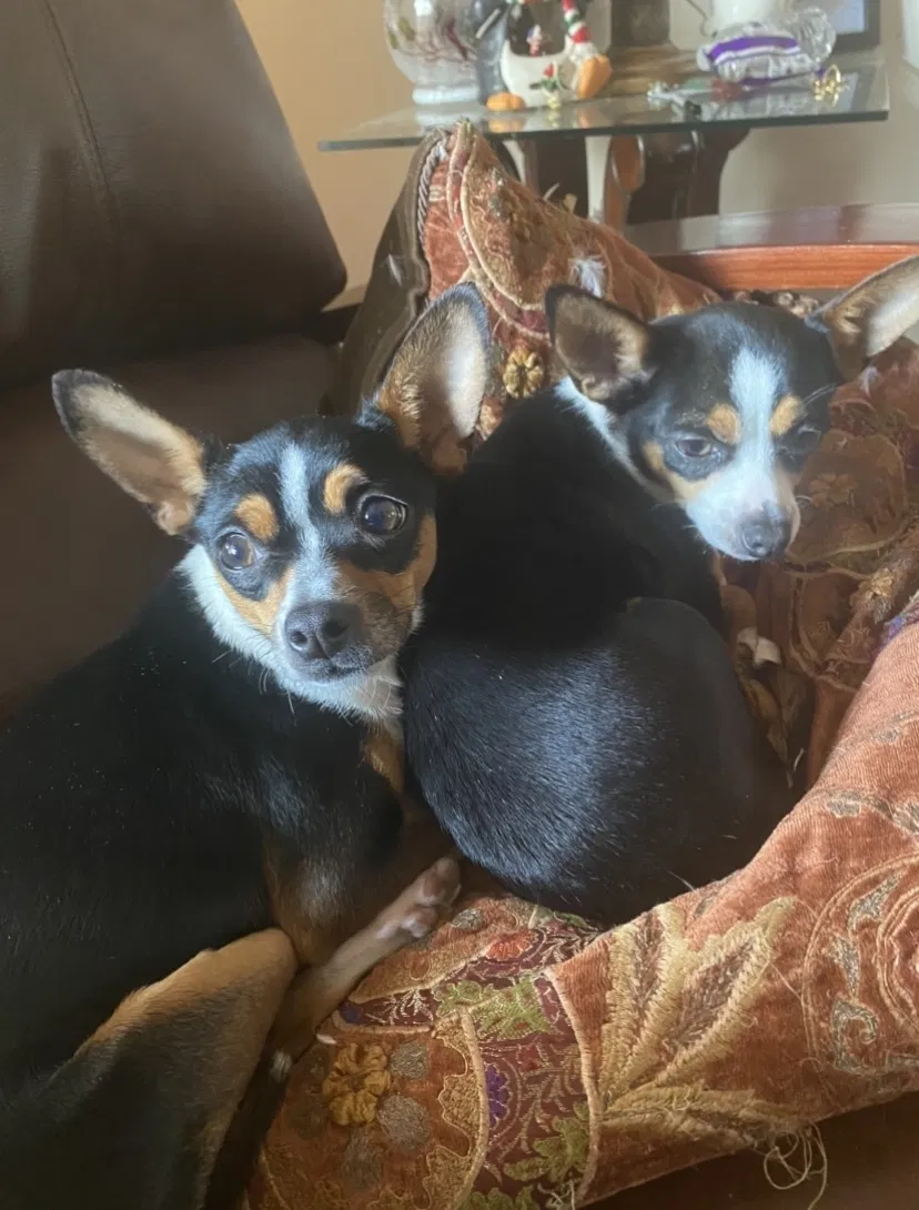 Lost dog in Fallbrook, CA, 92028