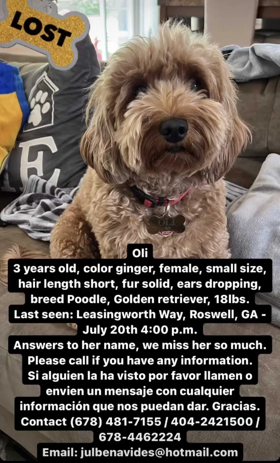 Lost dog in Roswell, GA, 30076