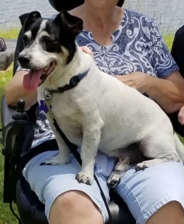 Lost dog in Unknown, FL, 32527