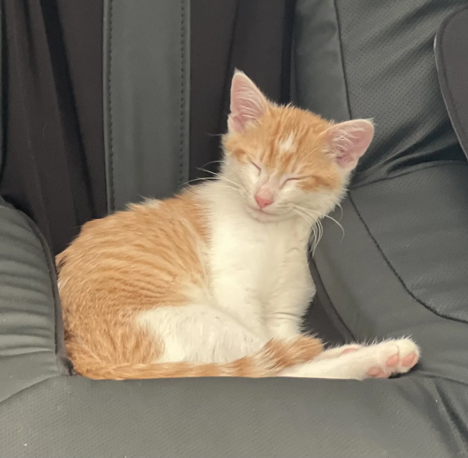 Lost cat in Rockford, IL, 61108