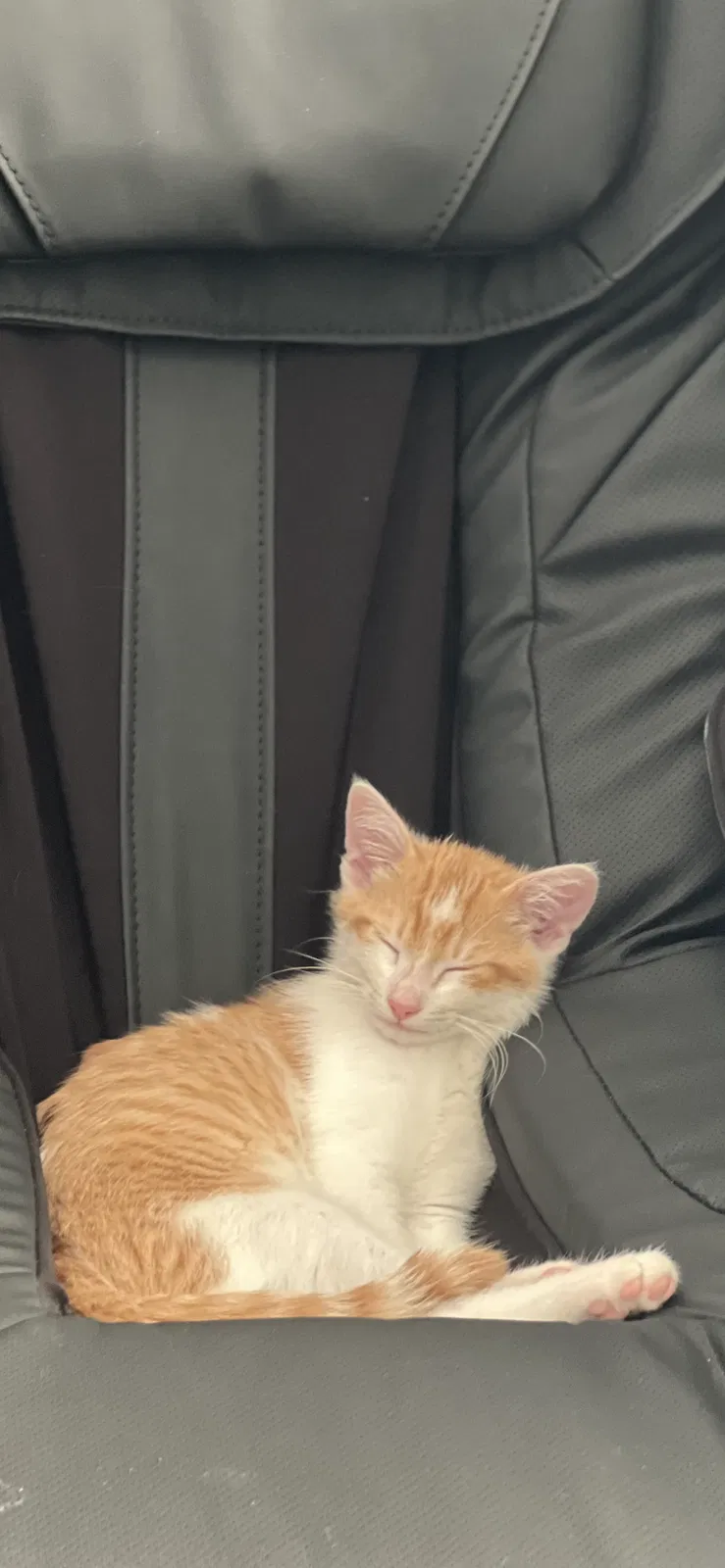 Lost cat in Rockford, IL, 61108