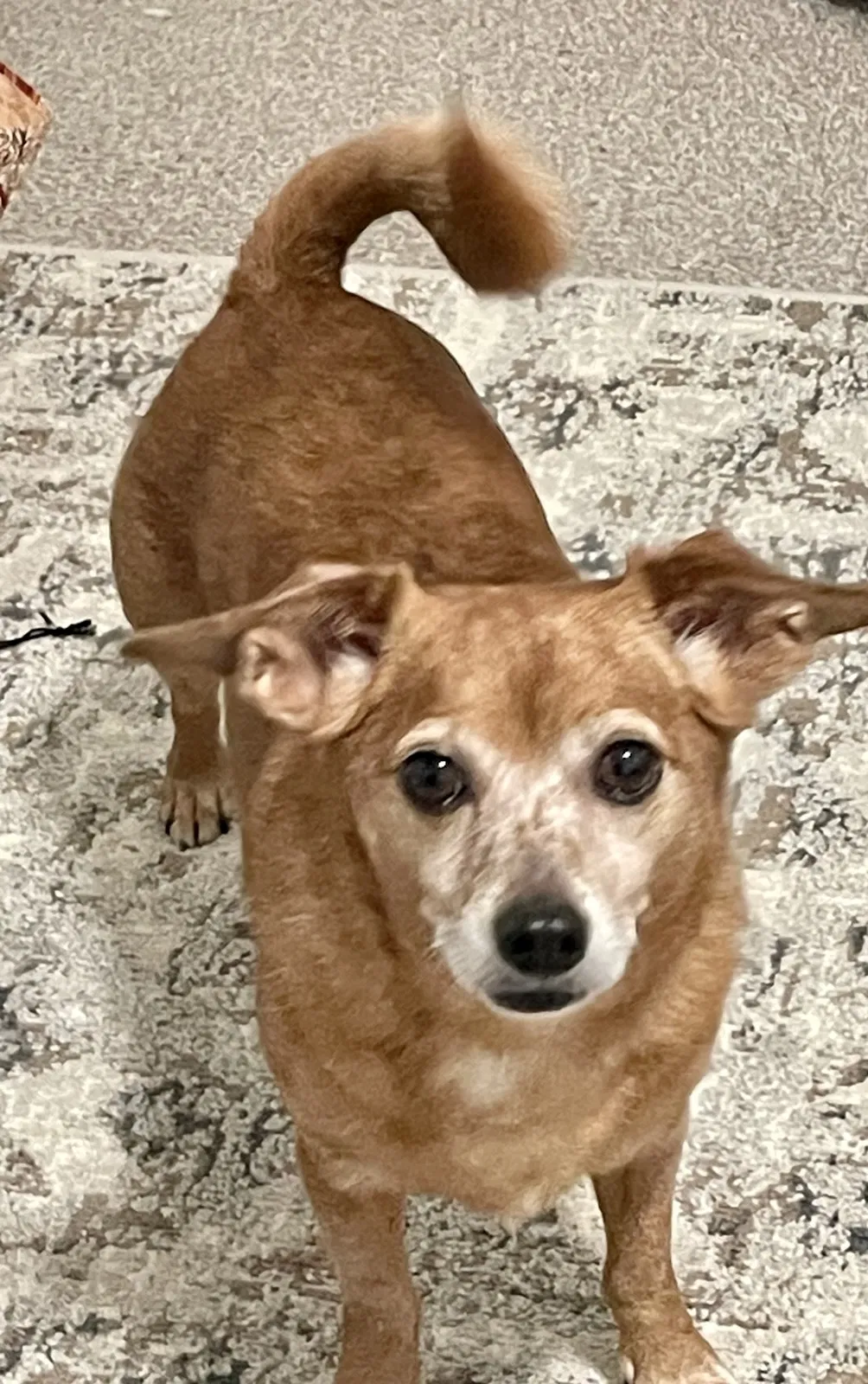 Lost dog in Lake Oswego, OR, 97035