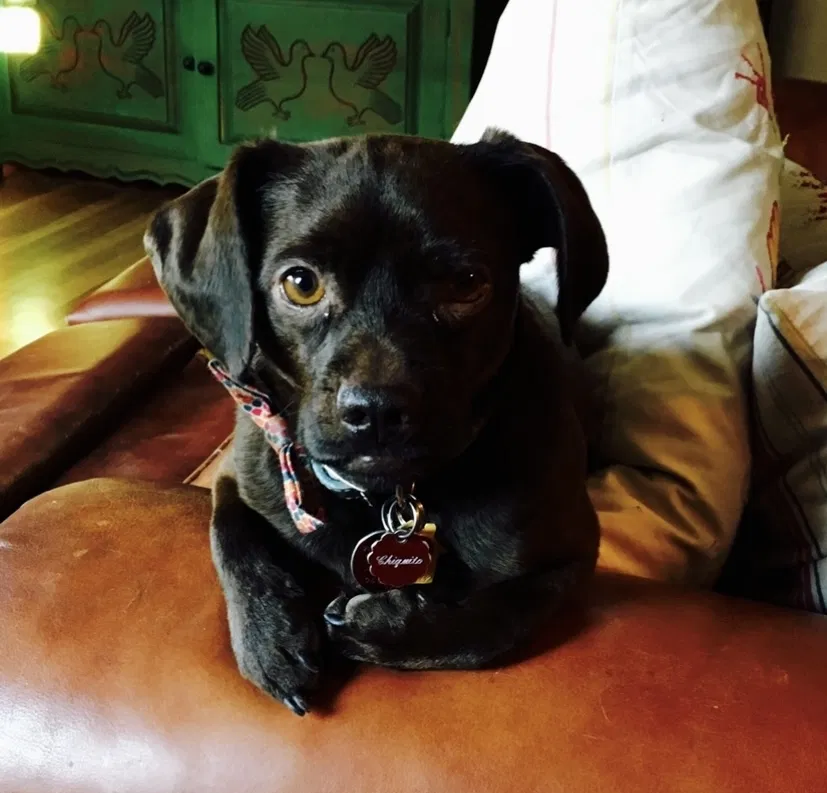 Lost dog in Albuquerque, NM, 87106