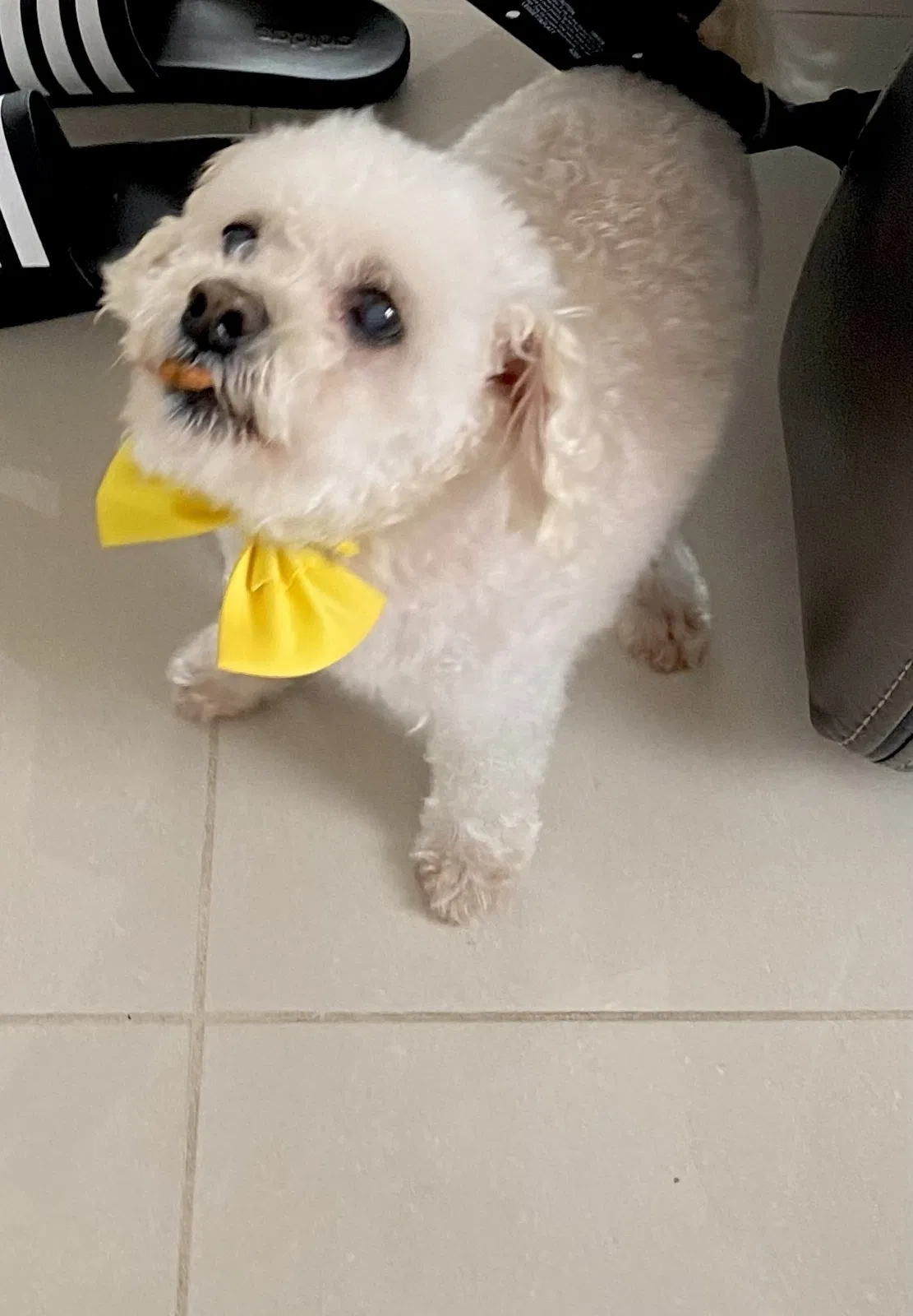 Lost dog in Hollywood, FL, 33027
