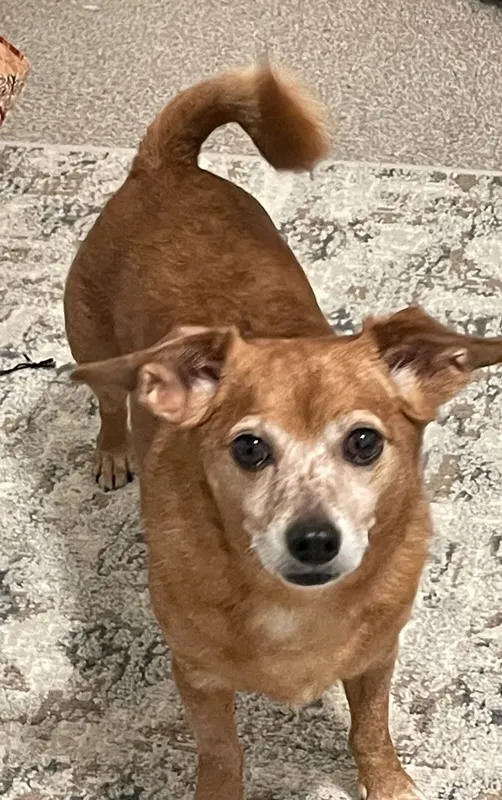 Lost dog in Lake Oswego, OR, 97034