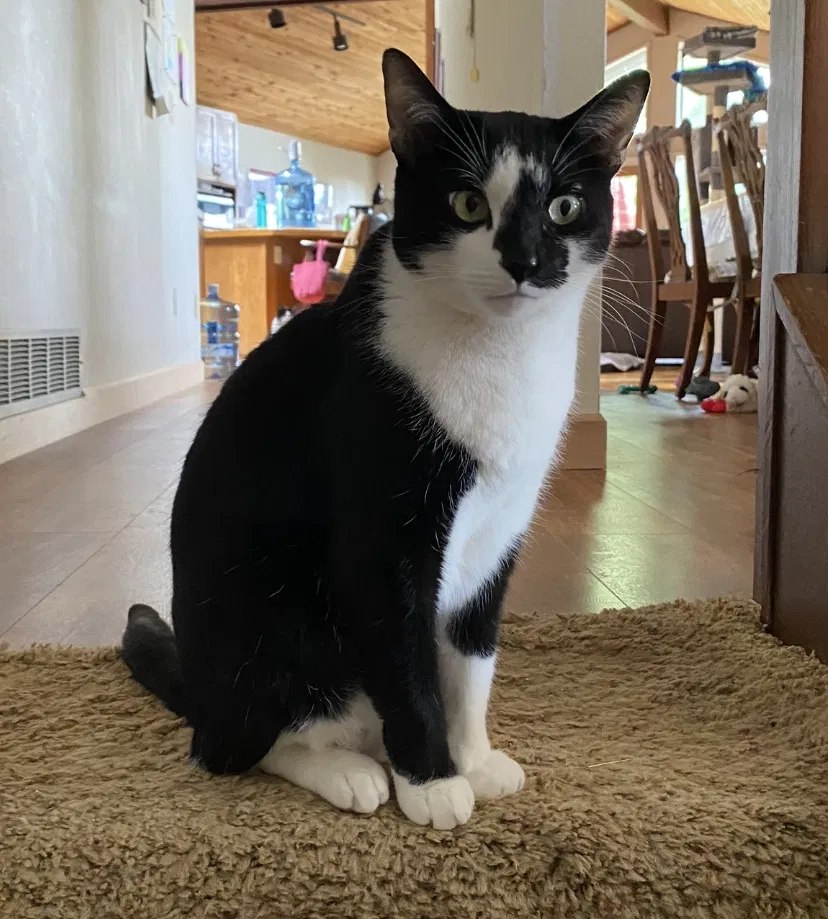 Lost cat in Edmonds, WA, 98026