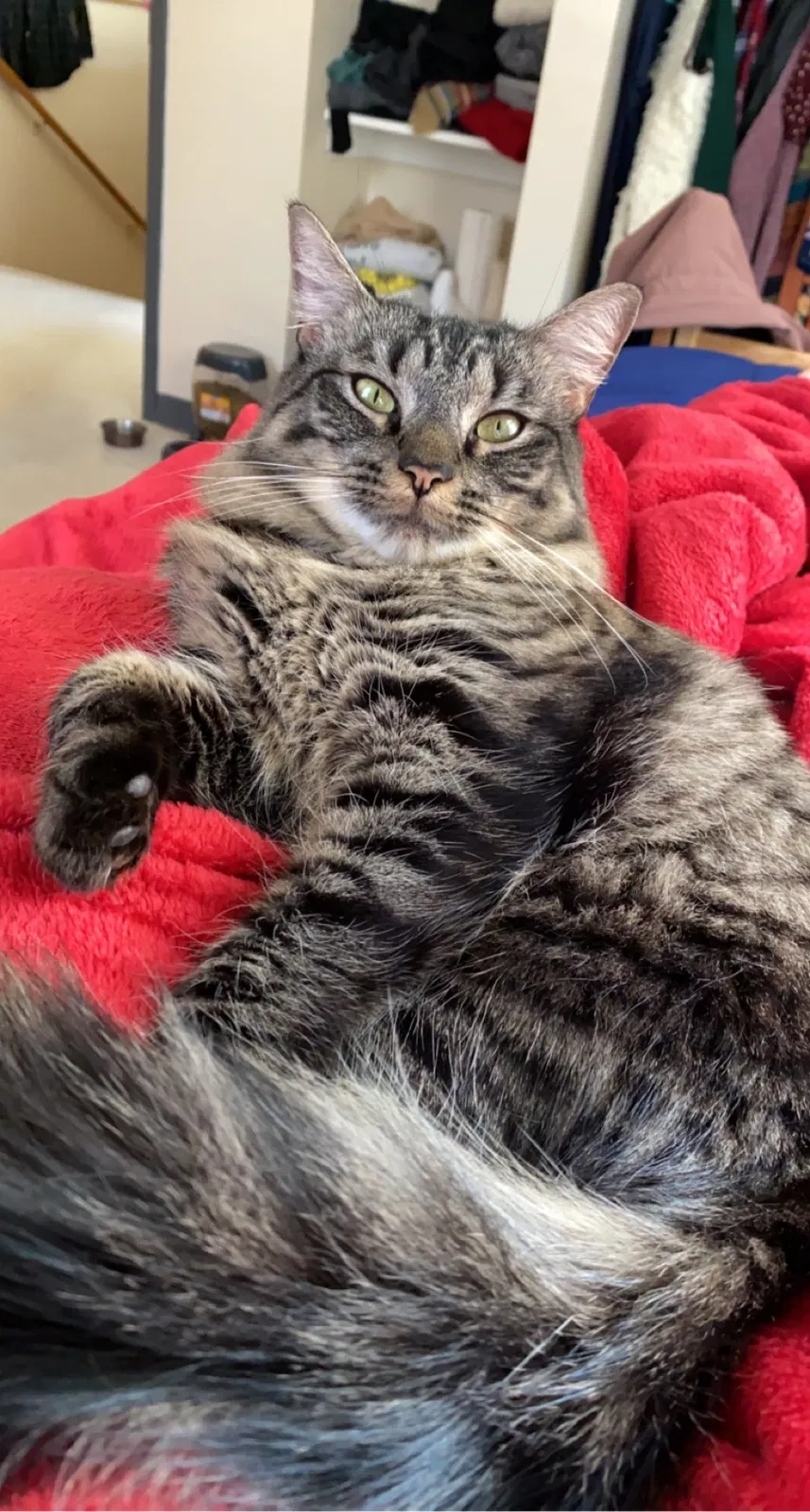 Lost cat in Virginia Beach, VA, 23452
