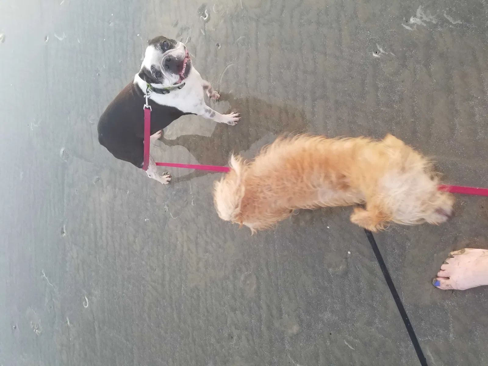 Lost dog in Huffman, TX, 77336