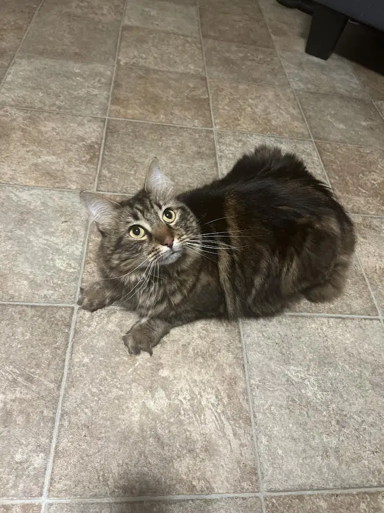 Lost cat in Lindenhurst, NY, 11757