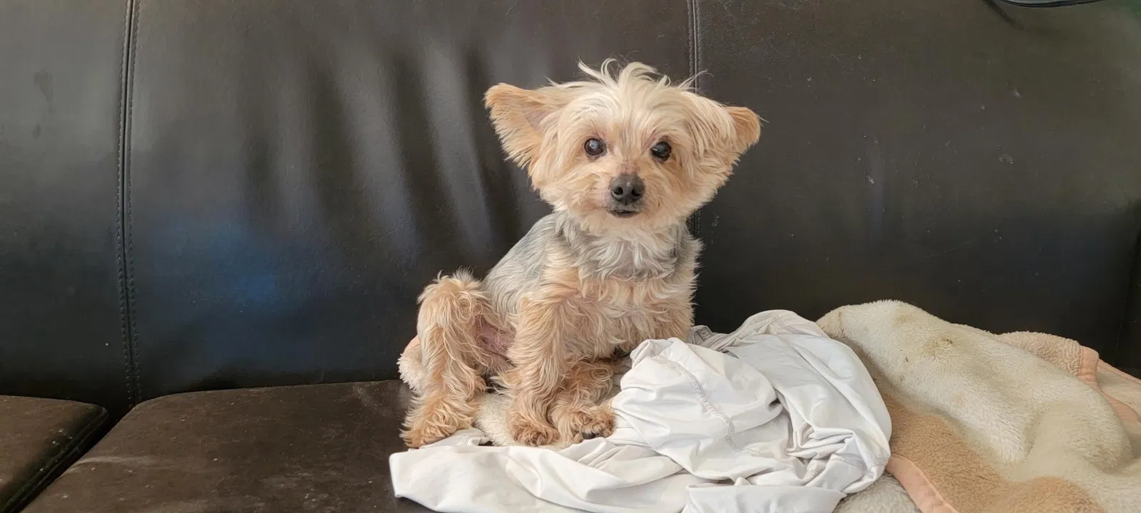 Lost dog in San Marcos, CA, 92069