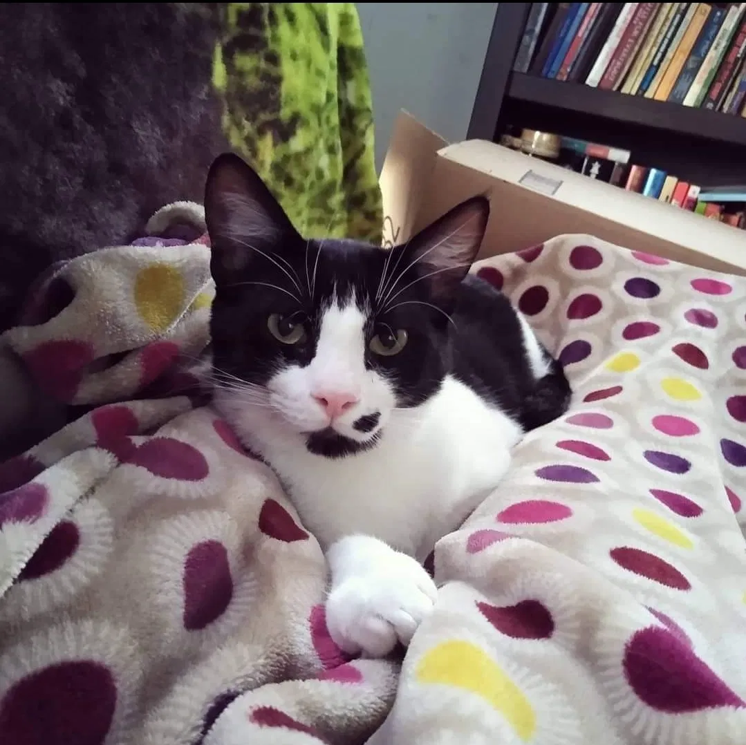 Lost cat in Centralia, WA, 98531