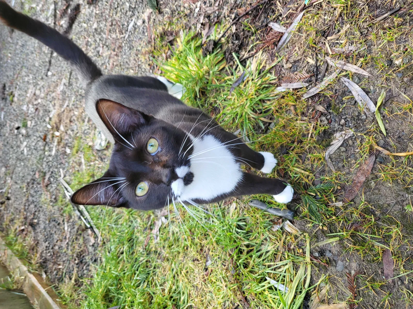 Lost cat in Centralia, WA, 98531