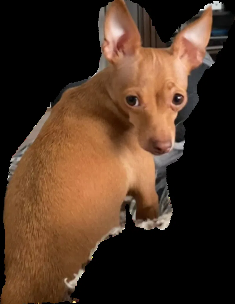 Lost dog in Belvidere, IL, 61008