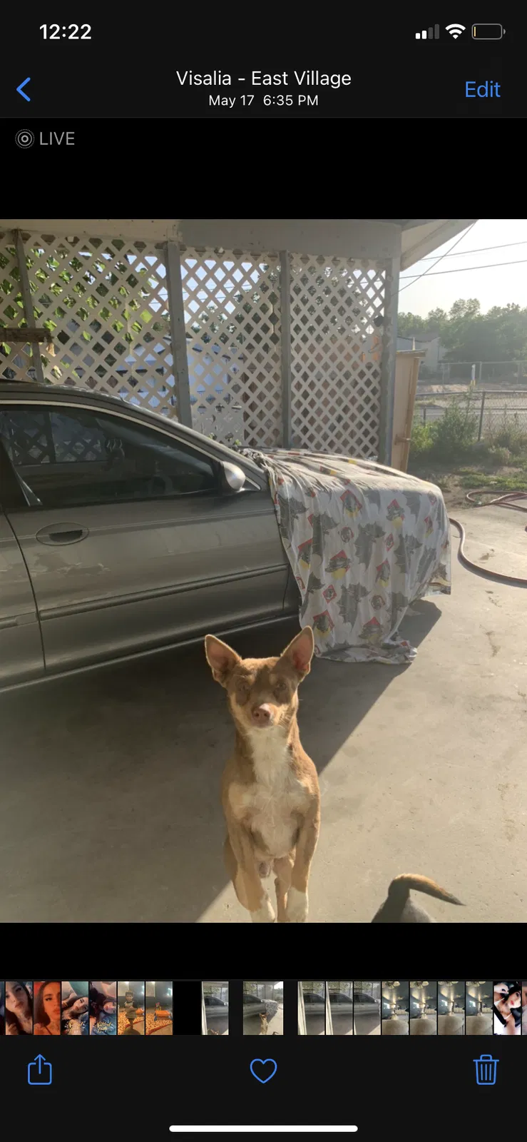Lost dog in Visalia, CA, 93291