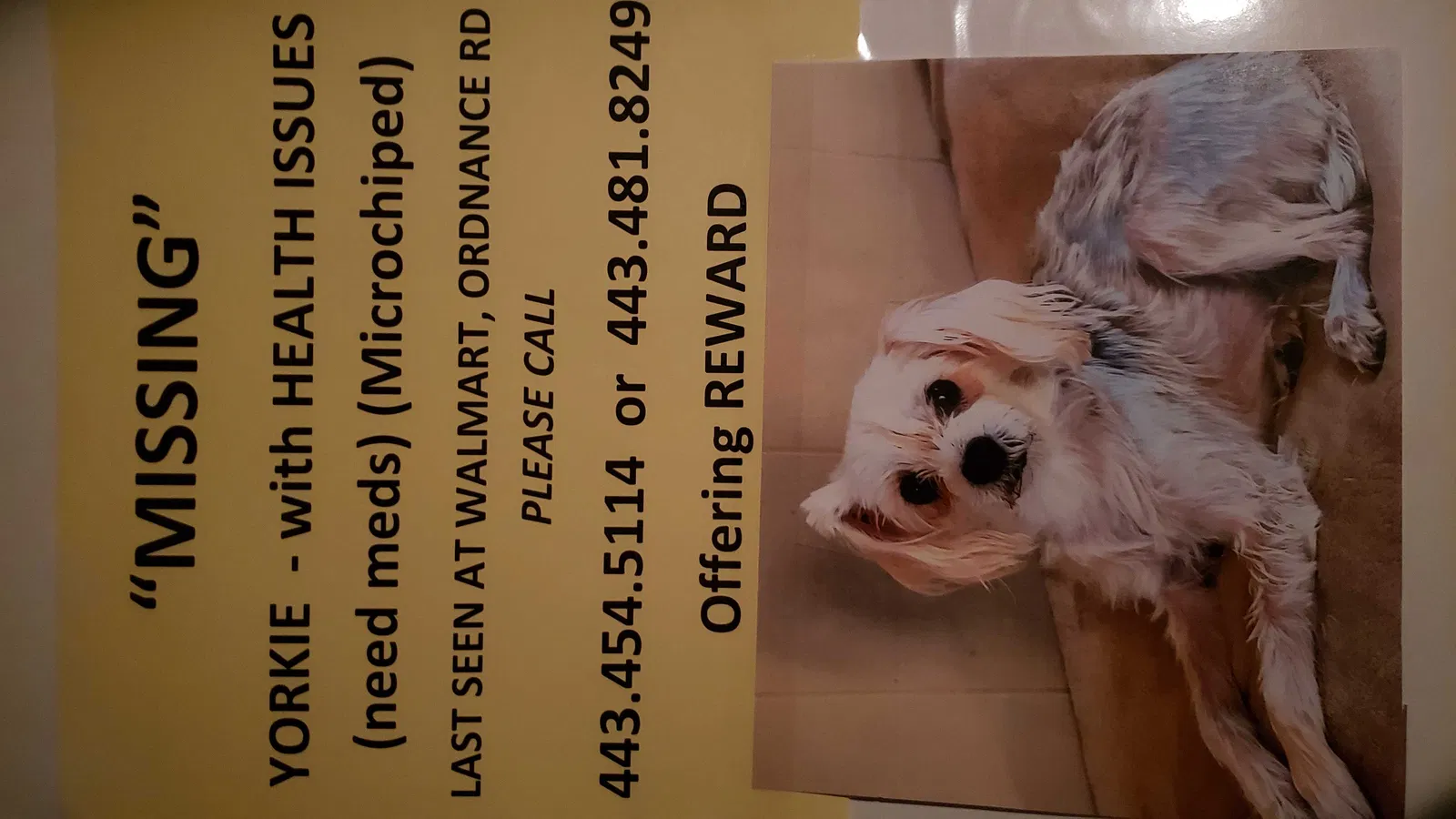 Lost dog in Glen Burnie, MD, 21060