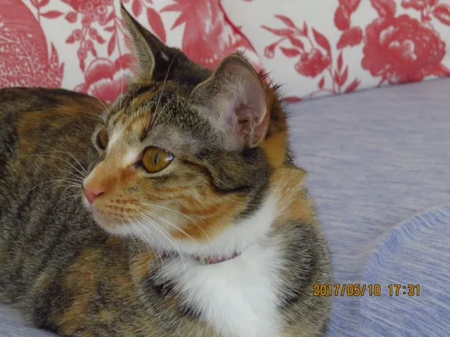 Lost cat in Walkersville, MD, 21793