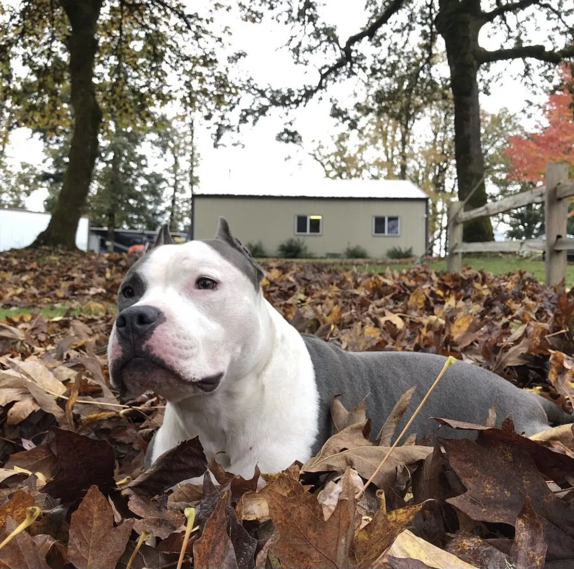 Lost dog in Gaston, OR, 97119