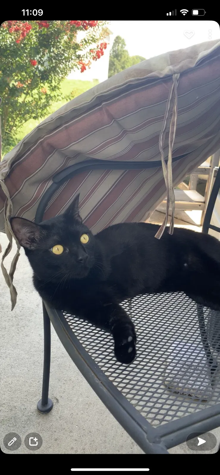 Lost cat in Winston Salem, NC, 27107