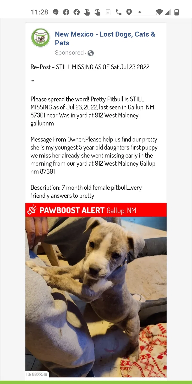 Lost dog in Gallup, NM, 87301