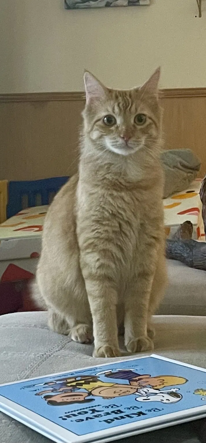 Lost cat in Virginia Beach, VA, 23464