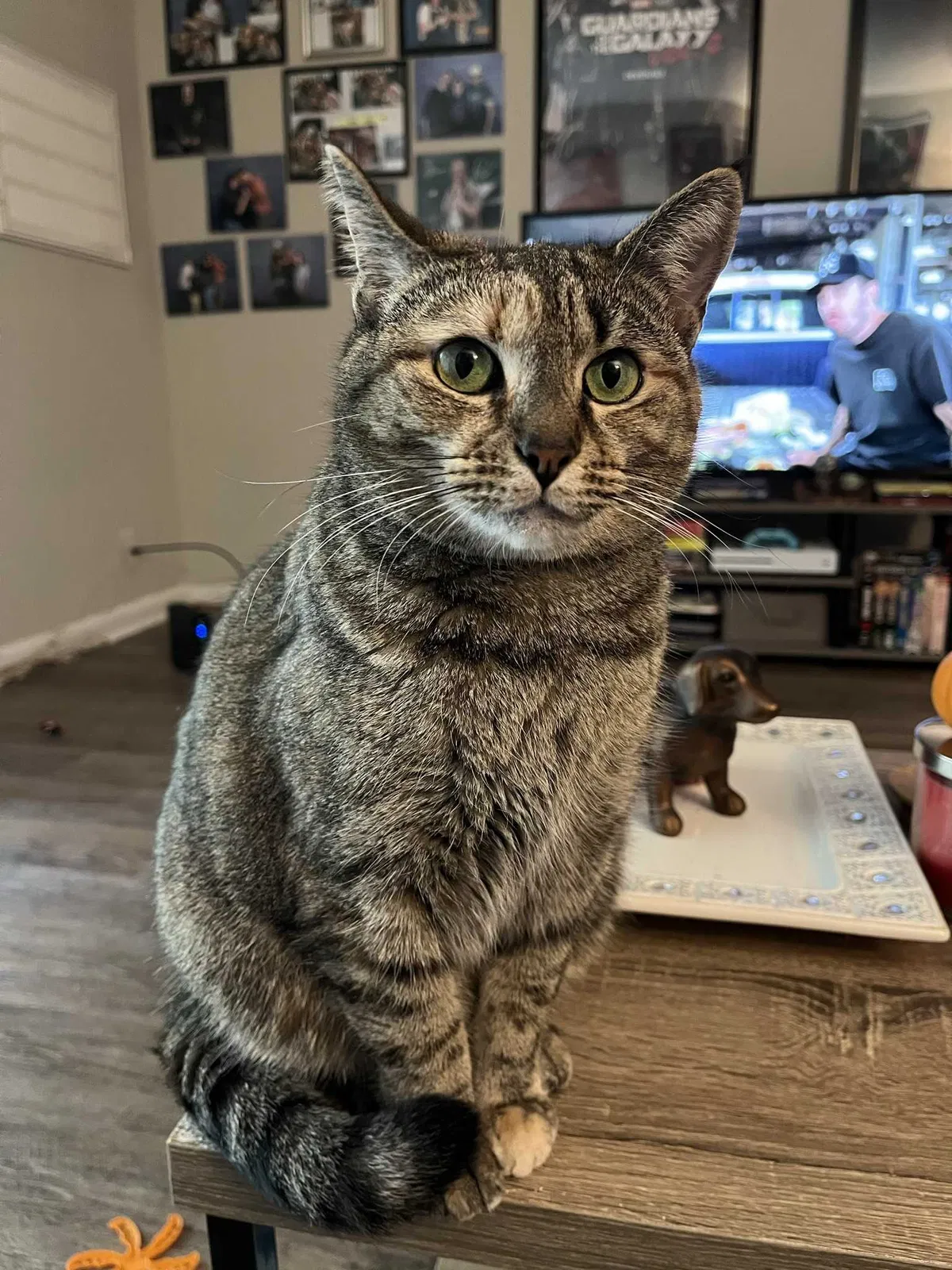 Lost cat in Knoxville, TN, 37909