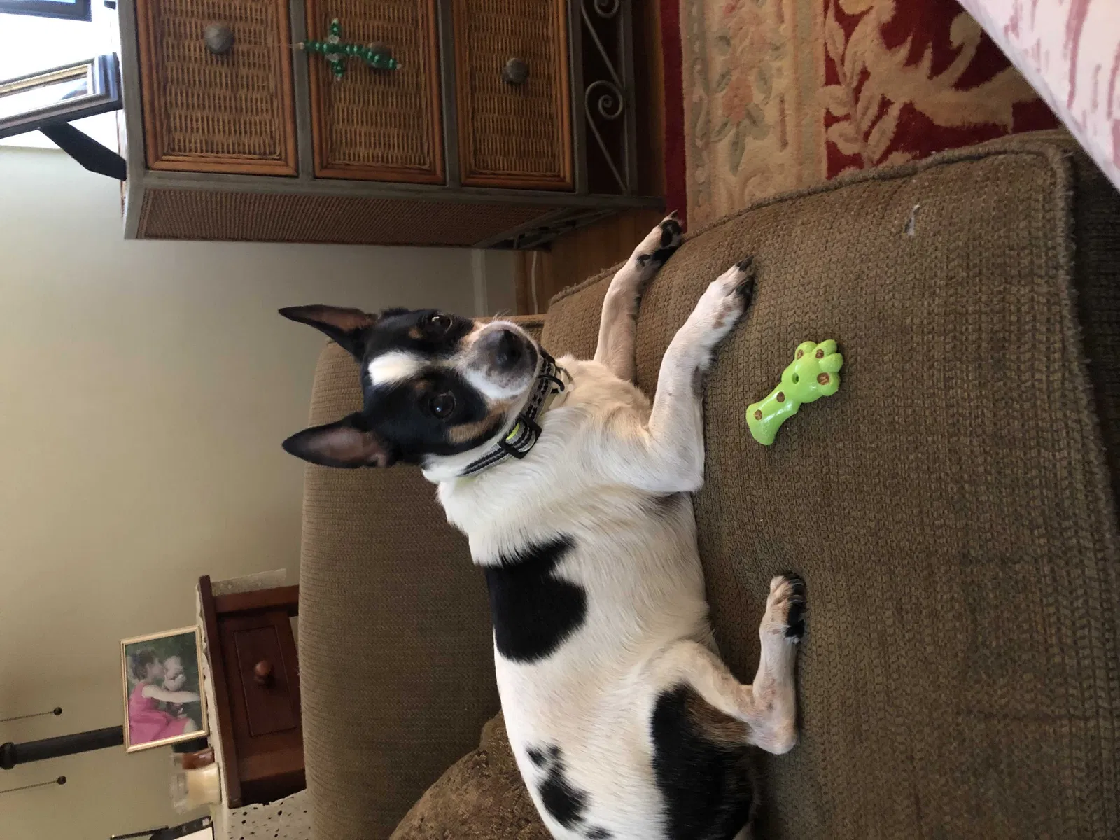 Lost dog in Port Orange, FL, 32127