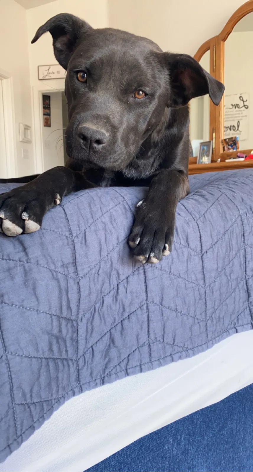 Lost dog in Rio Rancho, NM, 87144