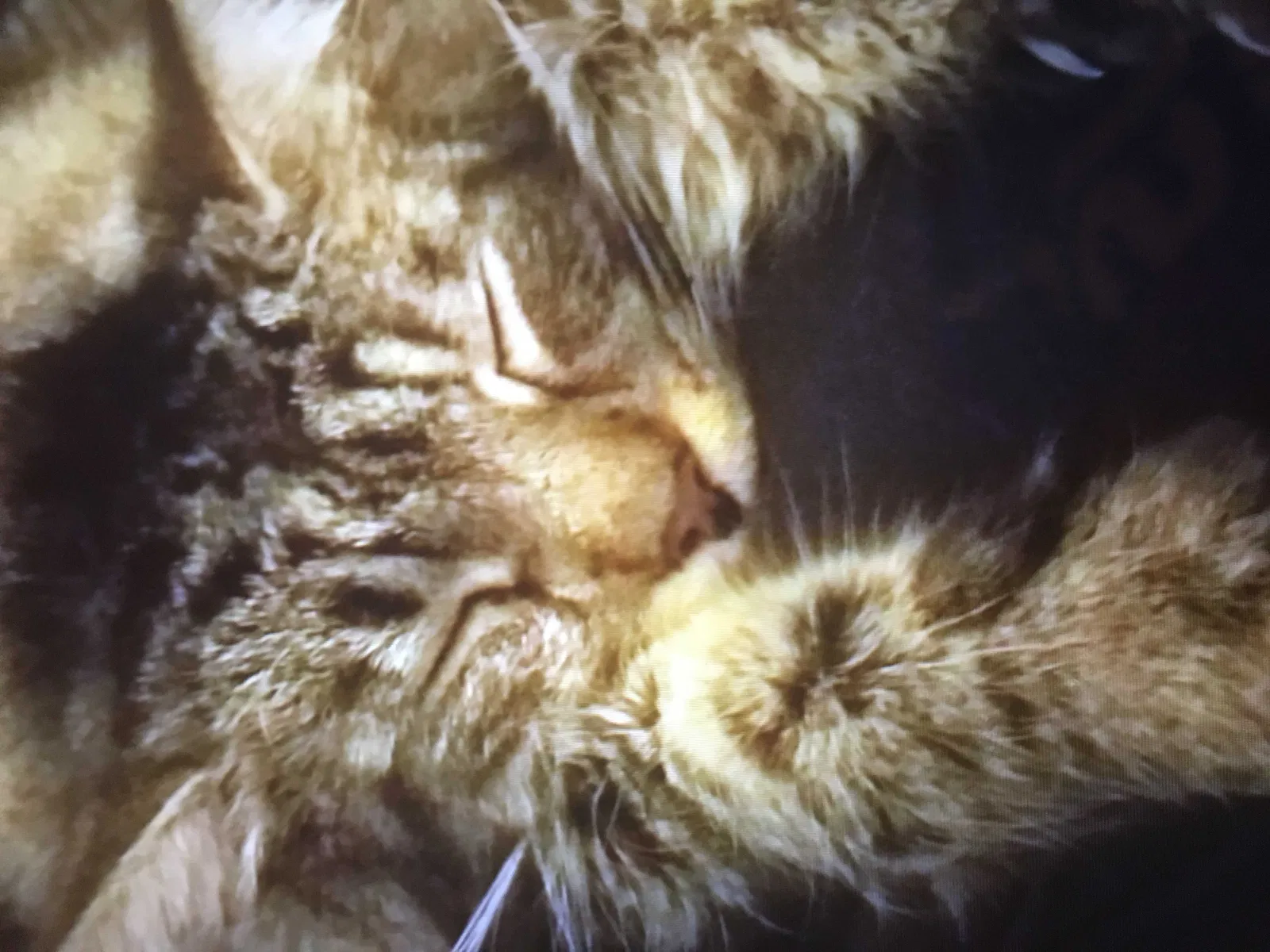 Lost cat in Columbiana, OH, 44408