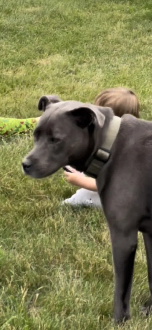 Lost dog in Sewell, NJ, 8080