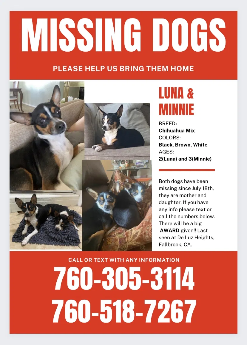 Lost dog in Fallbrook, CA, 92028