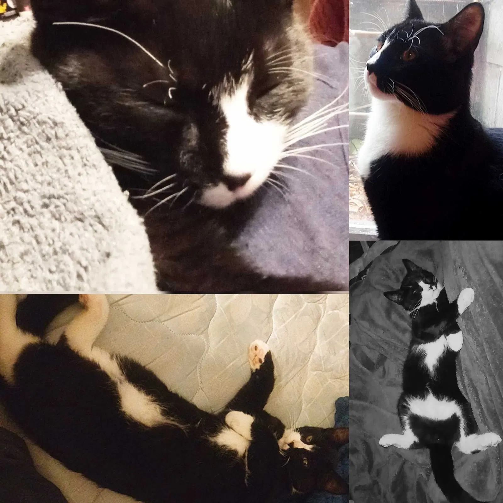 Lost cat in Princeton, MN, 55371