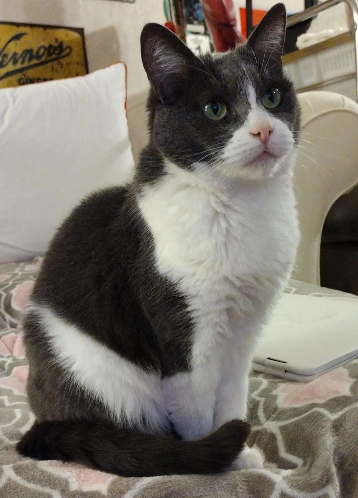 Lost cat in Dublin, OH, 43017