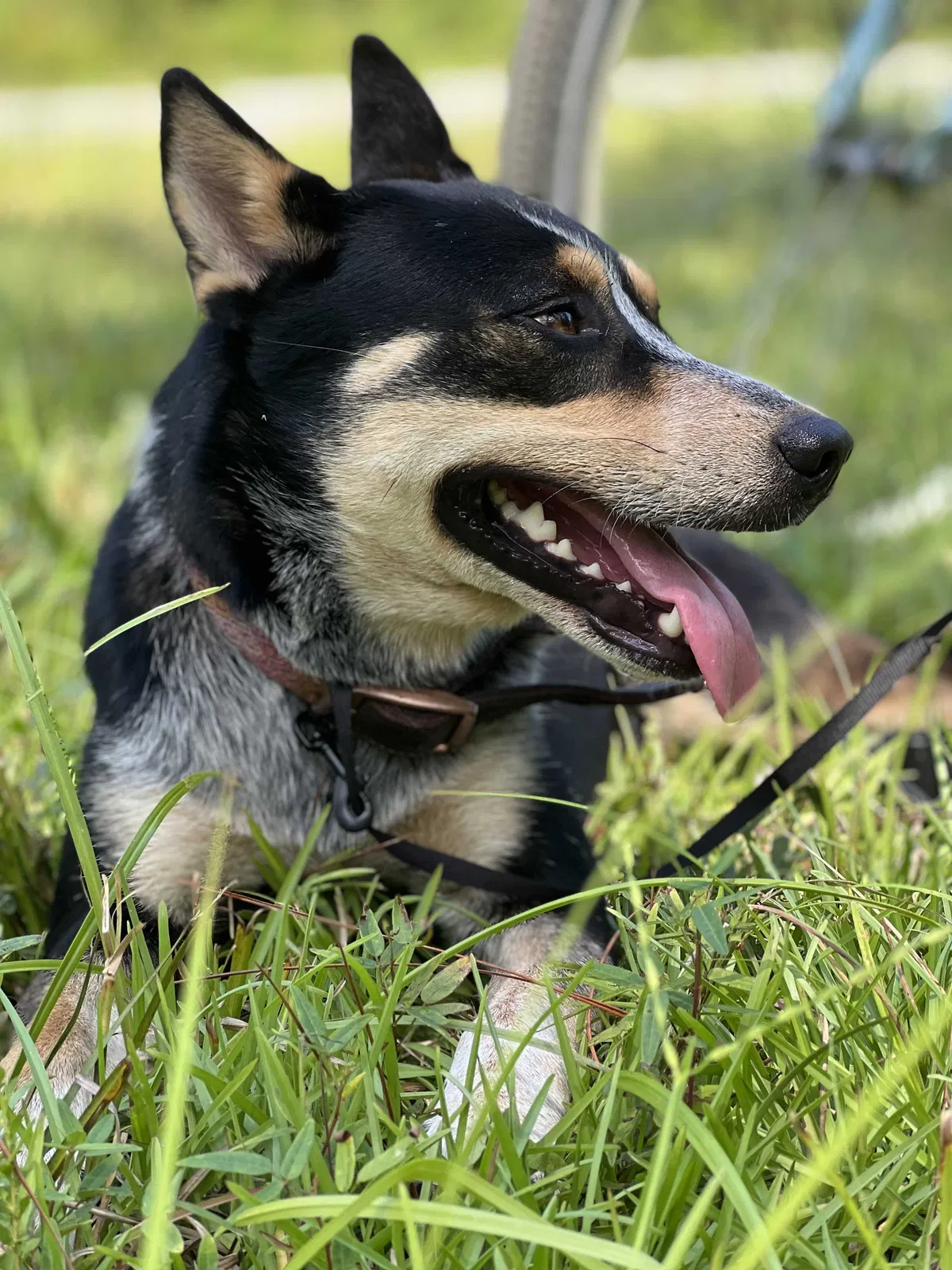 Missing Dog
