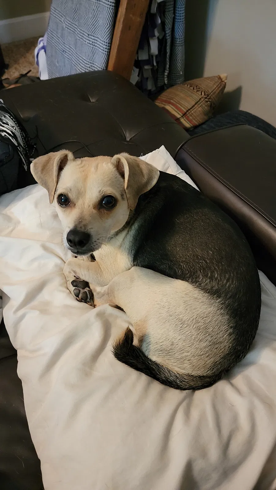 Lost dog in Georgetown, KY, 40324