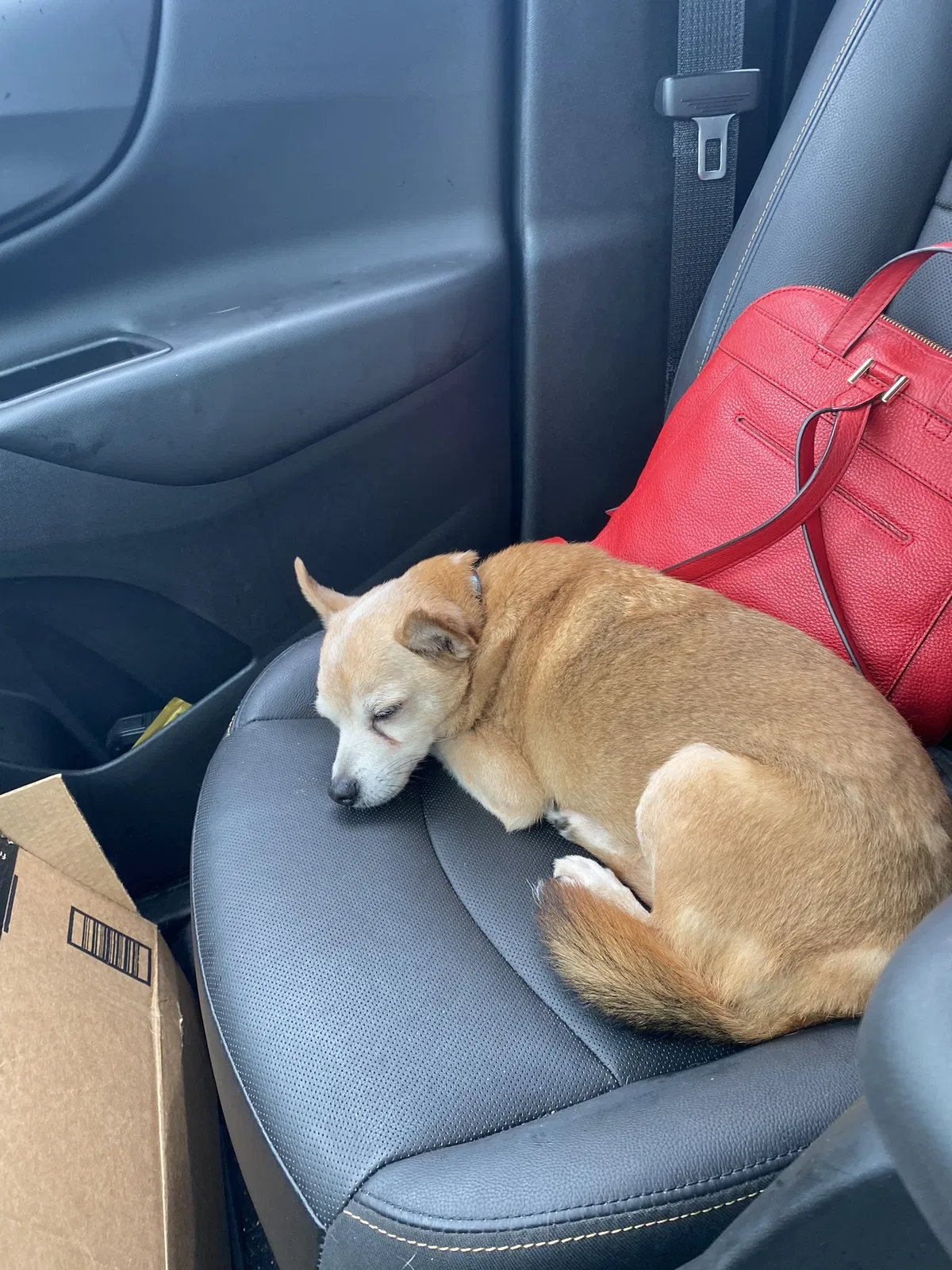 Lost dog in Southfield, MI, 48076