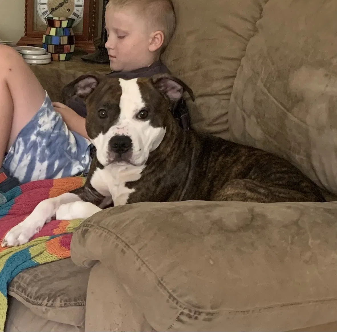 Lost dog in Rochester, MI, 48309