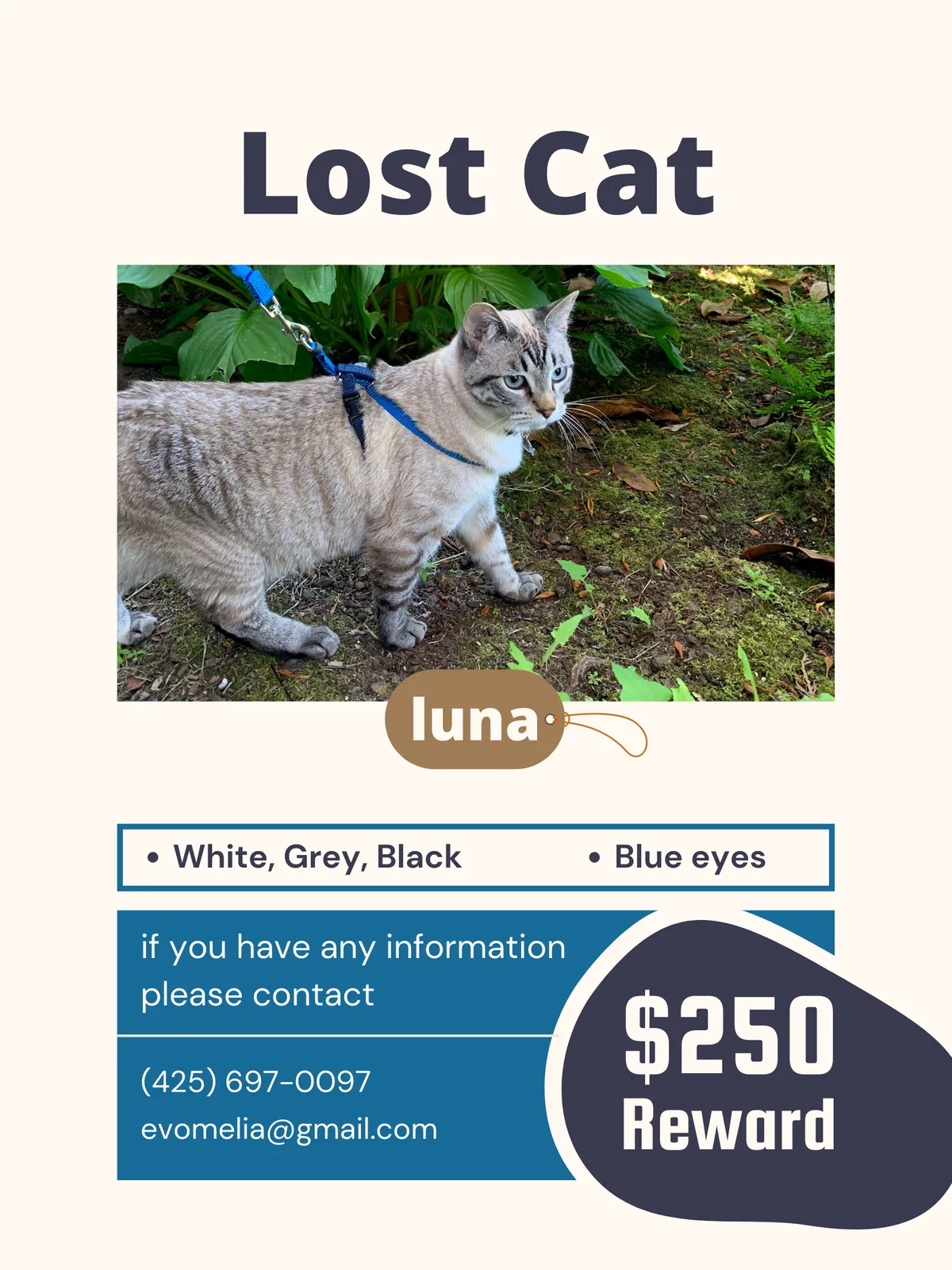 Lost cat in Everett, WA, 98203