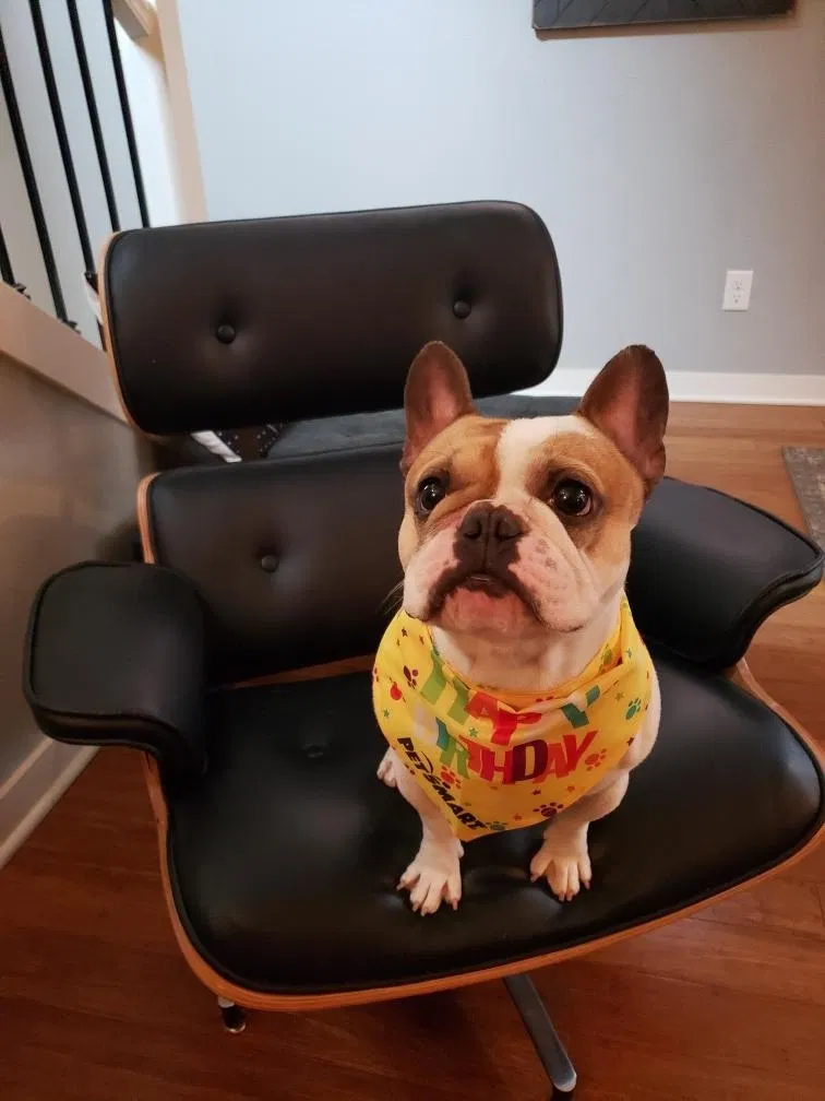 Lost dog in Portland, OR, 97220
